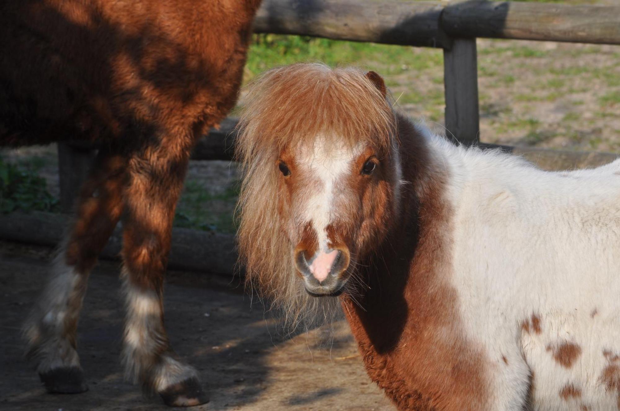 ホテル "Pony Pod" At Nelson Park Riding Centre Ltd - Glamping Pod Also Available The Fox Pod And Trailor Escapes- Birchington, Ramsgate, Broadstairs Margate Westgate-on-Sea エクステリア 写真